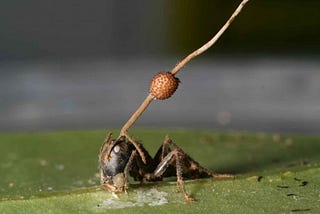 Fungi That Transforms the Ant into Zombie