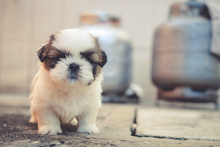 Your Weekly dose of the Cutest Puppies