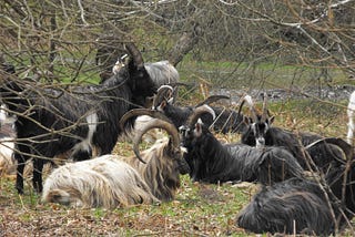 The Old Irish Goat Carries 3,000 Years Of Irish History In Its DNA