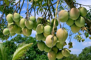 The Mango Season — Part 1