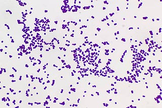 Learn About Streptococcus pyogenes — A Pathogenic Bacterium.