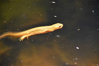 Salamanders- A Roland McCray Story