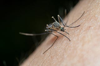 New Bed Nets Kill the Malaria Parasite in Mosquitoes