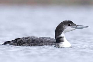 How to Identify a Common Loon?: Birdwatching Tips for Beginners