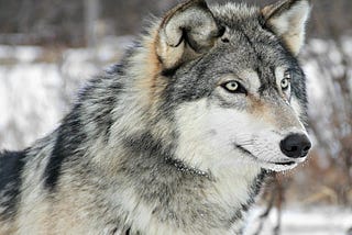 The greatness of being a LONE WOLF