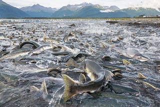 Defending Salmon from Growing Threats