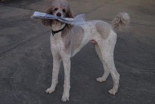 White and light brown spotted standard poodle holding a newspaper and looking at the camera.