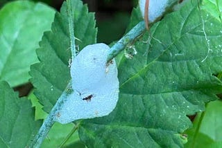 1967 — Summer of Love and Spittle Bugs
