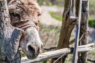 Why donkey breeding will not solve Kenya’s ejiao problem