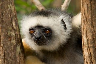 Conservation International and IUCN Save Our Species Stand Together for Lemurs in Madagascar