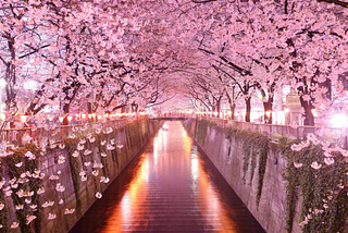 A sakura road which is as elegant as Python