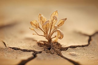 Biodiversity Loss