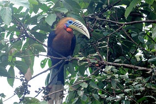 SILENT LATPANCHAR — Hornbill’s Den by Ratna Rao