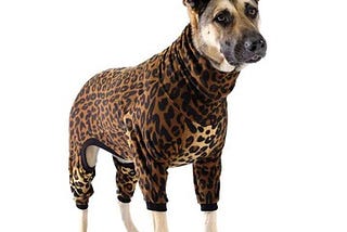 7 Posh Pets Outfits for National Pet Day White House — Doggie Style Pets