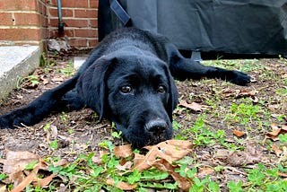 Look Into His Angel Eyes: Dog-Human Communication Through Eye Contact