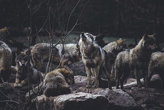 We Are All Wolves