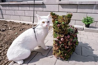 Topiary Sukulen Bentuk Kucing