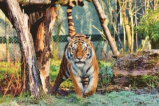 Top facts about Tigers
