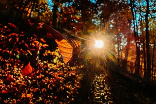 A bright spot of sunlight in a forest