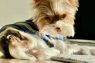 Photo of a small brown and white Yorkshire Terrier named Cooper.