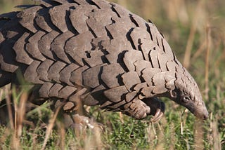 What’s a pangolin?