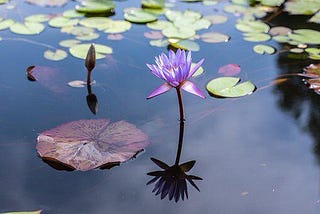 Lotus.