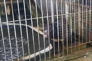 Distraught bear in “zoo” of Laos’ Golden Triangle Special Economic Zone