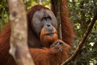 Saving a Species: Palm Oil, Orangutans, and the Leuser Ecosystem
