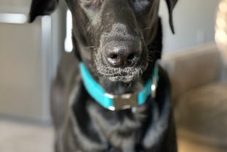 Image of a large black dog with a turquiose collar looking intently at the camera