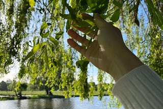 22/52🌳 27 May. Trees for seasons
