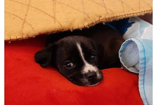 Photo of a puppy with black fur, laying on a red pillow.