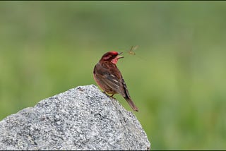 Rosefinch and an evening frolic…