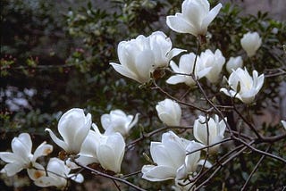 under the white magnolia tree.