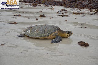 How We Helped over 7,000 turtles find their way to the ocean