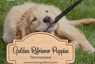 Golden Retriever Puppies Tennessee: Ethically Bred, Quality Companions