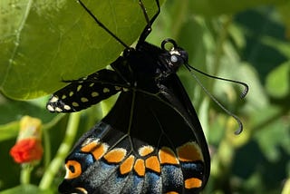 Emerging from the Chrysalis