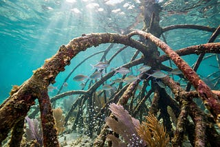 Protecting The Bahamas’ Coral Reefs and Mangrove Forests