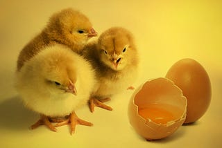 How To Set Up A Hatchery Business