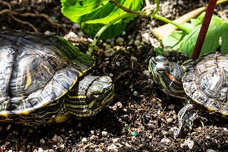 5 Life Lessons I Learned From My Turtles