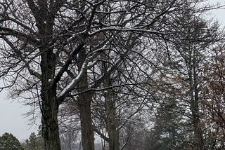 Mindful Movement On Misty March Morning