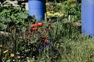Community Gardens Grow Much More Than Food and Flowers