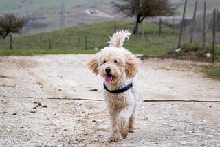 Best Dog Foods For Goldendoodles