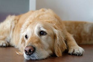 10 Signs Your Dog is Unhappy