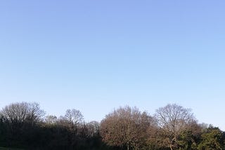 Wintery trees against a cold blue sky