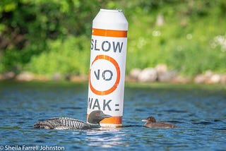 A white buoy with orange lines and black writing that says “Slow. No Wake.” In front of the buoy is an adult common loon facing its chick. A green shoreline is blurred in the background.