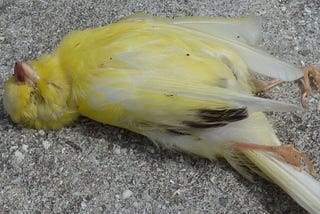 How The Canary Lost Its Way