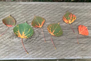 Poplar leaves lined up on a wooden stair with the first hints of orange and gold Autumnal colours showing.