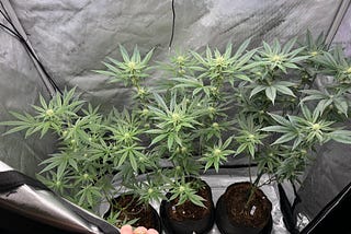 What are the “profits” of a Hobby Grow?