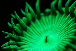 Green light for coral symbiosis!