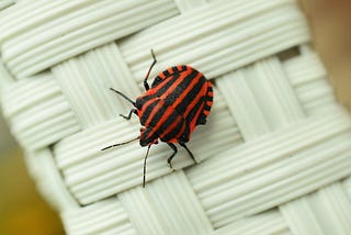 Can Product Bugs Make your Business Stronger?